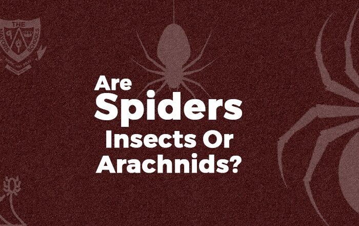 Are Spiders Insects or Arachnids?